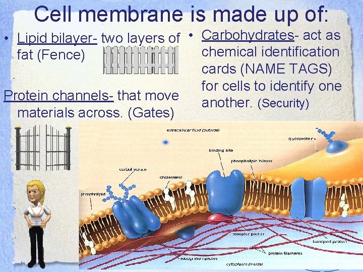 Cell membrane is made up of: • Lipid bilayer- two layers of • Carbohydrates-