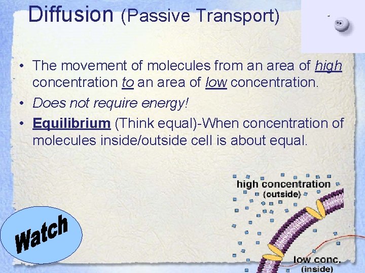 Diffusion (Passive Transport) • The movement of molecules from an area of high concentration