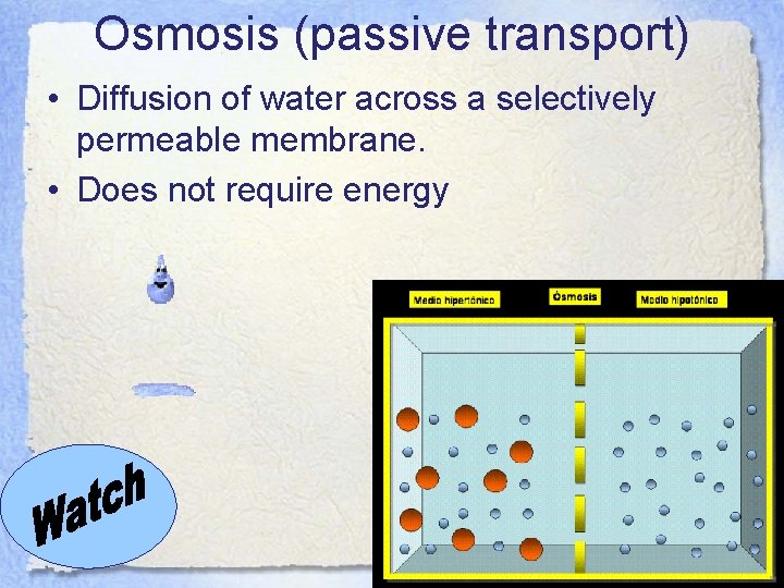 Osmosis (passive transport) • Diffusion of water across a selectively permeable membrane. • Does