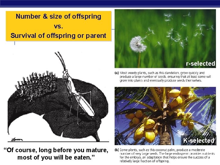 Number & size of offspring vs. Survival of offspring or parent r-selected K-selected “Of