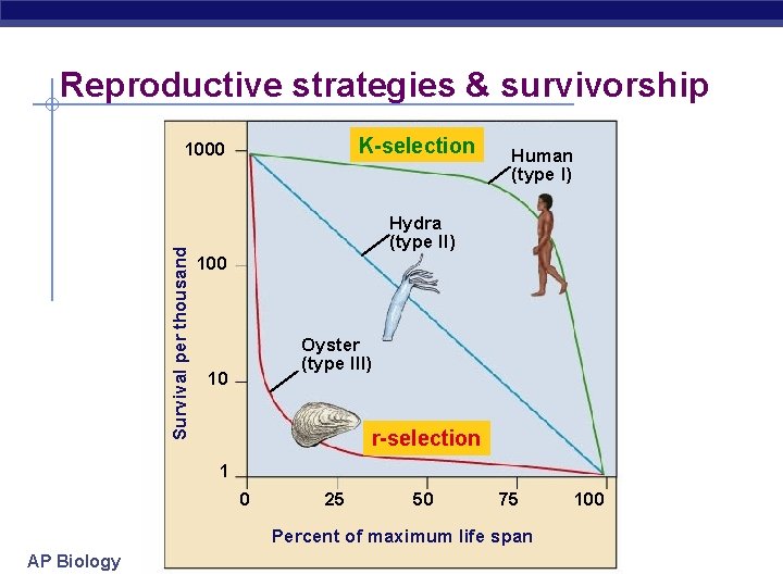 Reproductive strategies & survivorship K-selection Survival per thousand 1000 Human (type I) Hydra (type