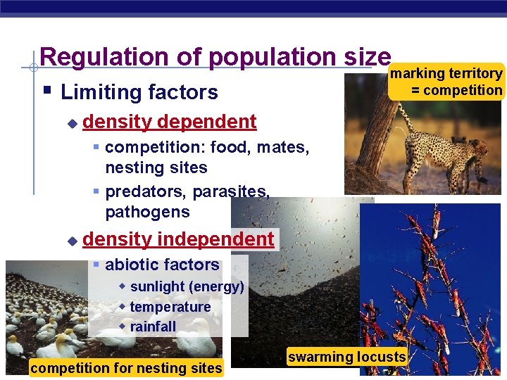 Regulation of population size marking territory = competition § Limiting factors u density dependent