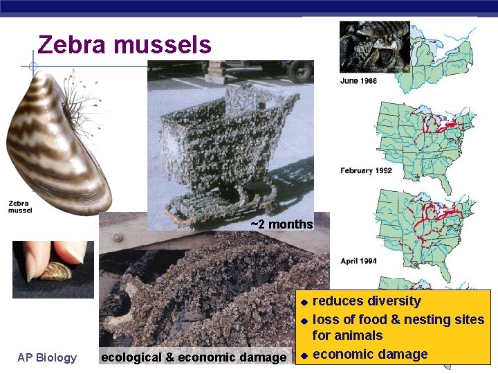 Zebra mussel ~2 months u u AP Biology ecological & economic damage u reduces