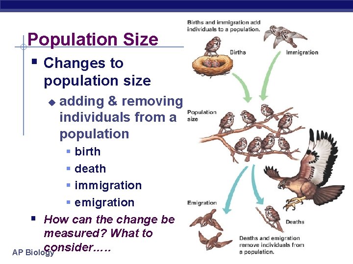 Population Size § Changes to population size u adding & removing individuals from a
