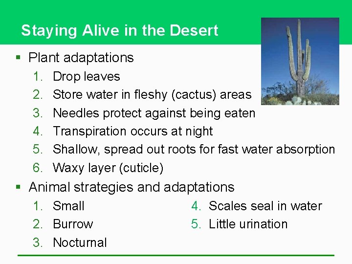 Staying Alive in the Desert § Plant adaptations 1. 2. 3. 4. 5. 6.