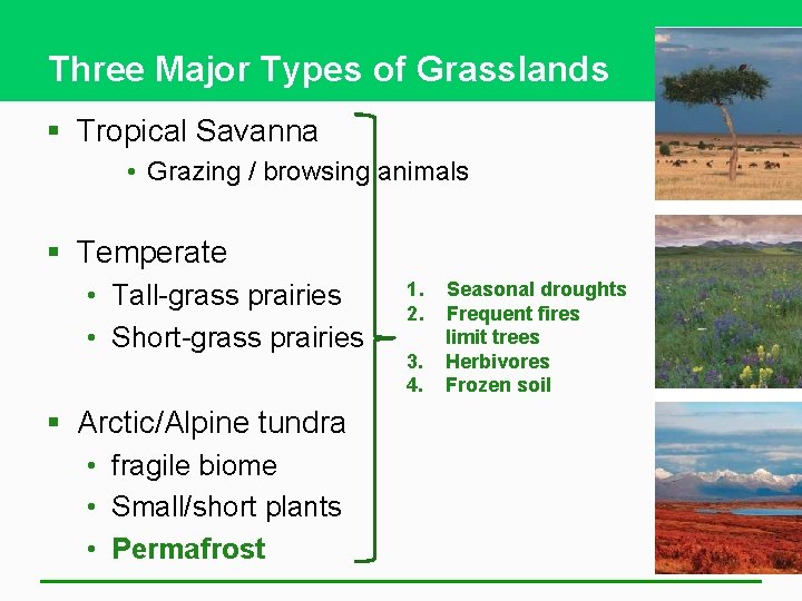 Three Major Types of Grasslands § Tropical Savanna • Grazing / browsing animals §