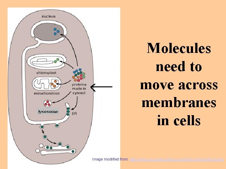 Molecules need to move across membranes in cells Image modiified from: http: //www. accessexcellence.
