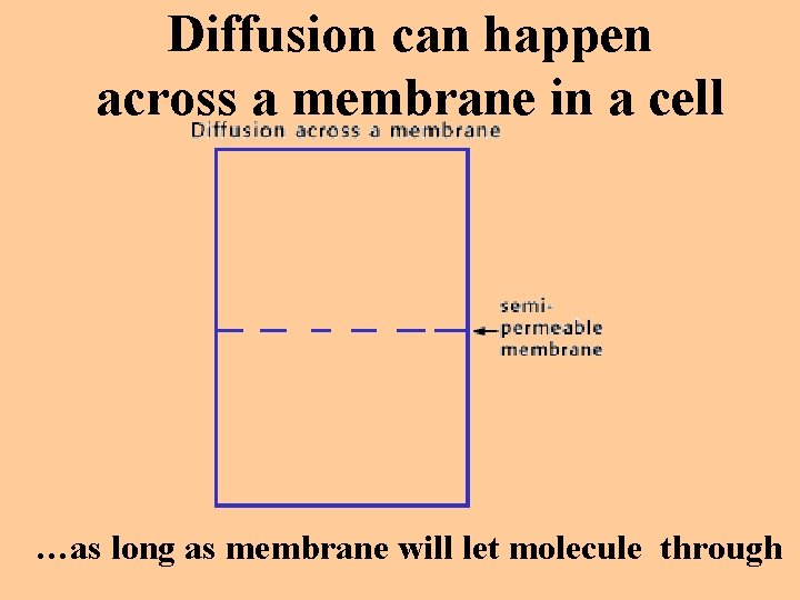 Diffusion can happen across a membrane in a cell …as long as membrane will