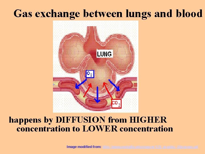 Gas exchange between lungs and blood happens by DIFFUSION from HIGHER concentration to LOWER