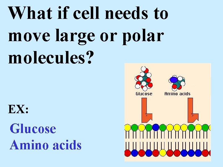 What if cell needs to move large or polar molecules? EX: Glucose Amino acids