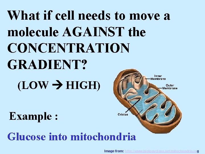 What if cell needs to move a molecule AGAINST the CONCENTRATION GRADIENT? (LOW HIGH)