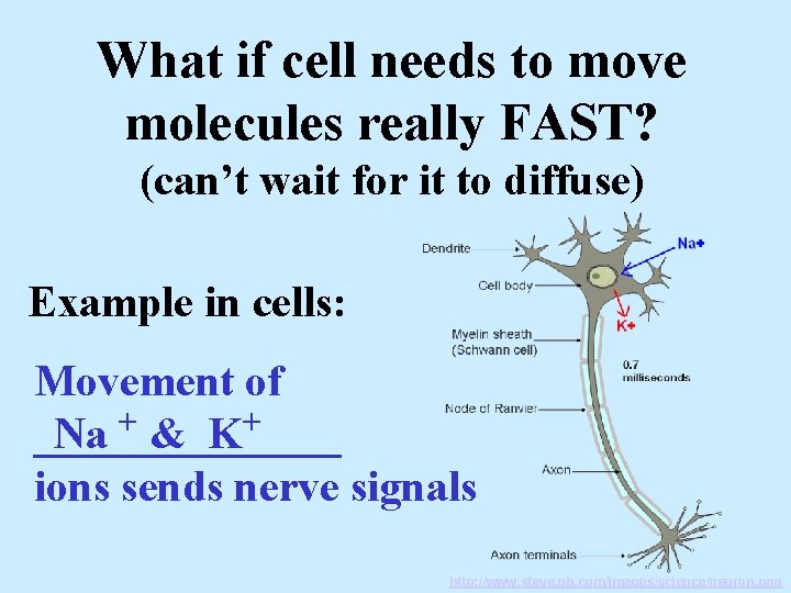 What if cell needs to move molecules really FAST? (can’t wait for it to