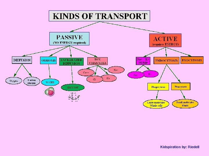 Kidspiration by: Riedell 