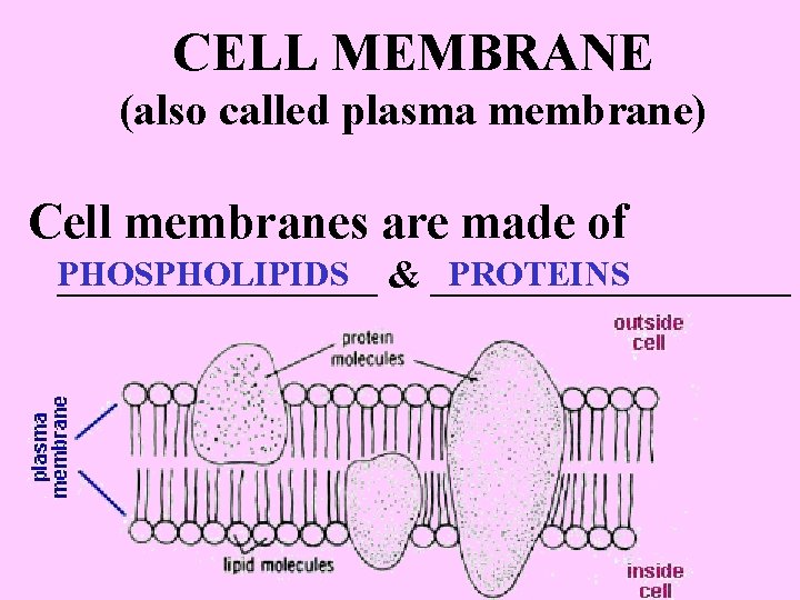 CELL MEMBRANE (also called plasma membrane) Cell membranes are made of PHOSPHOLIPIDS PROTEINS ________