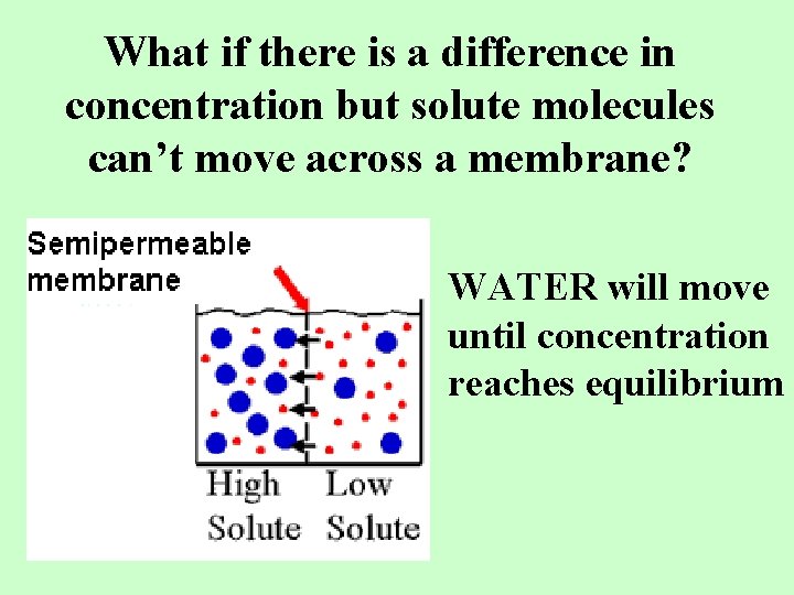 What if there is a difference in concentration but solute molecules can’t move across