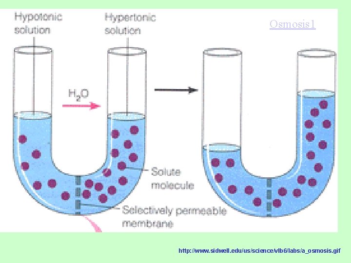 Osmosis 1 http: //www. sidwell. edu/us/science/vlb 6/labs/a_osmosis. gif 