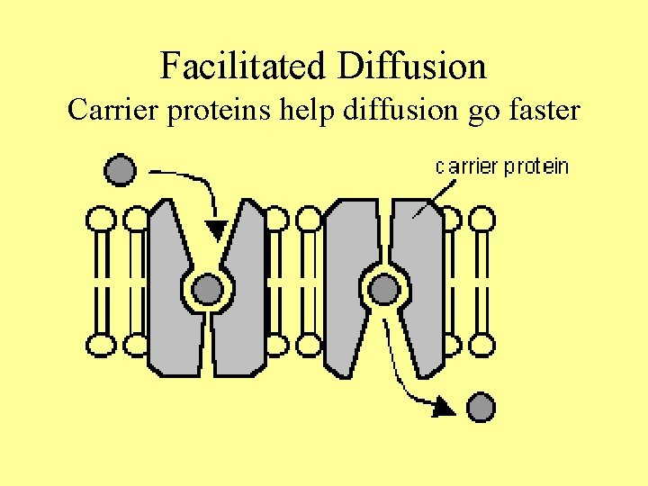 Facilitated Diffusion Carrier proteins help diffusion go faster 