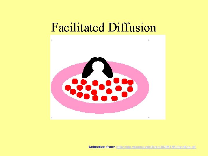 Facilitated Diffusion Animation from: http: //bio. winona. edu/berg/ANIMTNS/facdifan. gif 