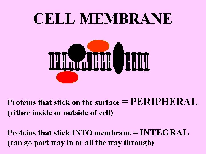 CELL MEMBRANE Proteins that stick on the surface = (either inside or outside of