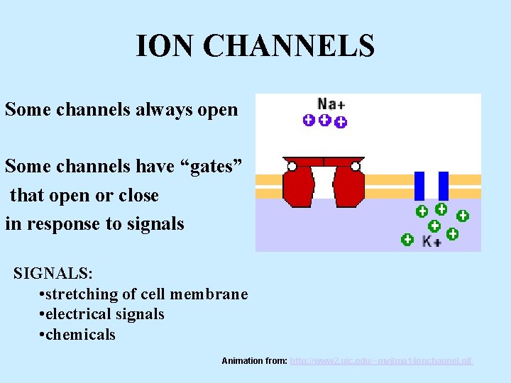 ION CHANNELS Some channels always open Some channels have “gates” that open or close