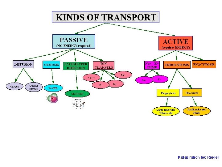 Kidspiration by: Riedell 