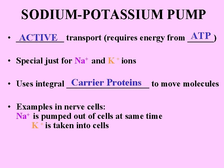 SODIUM-POTASSIUM PUMP ATP • ______ ACTIVE transport (requires energy from ______) • Special just