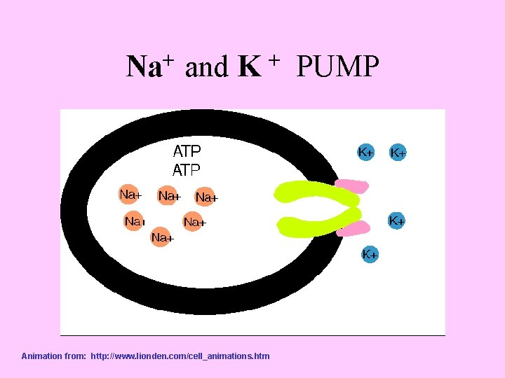 + Na and K + Animation from: http: //www. lionden. com/cell_animations. htm PUMP 
