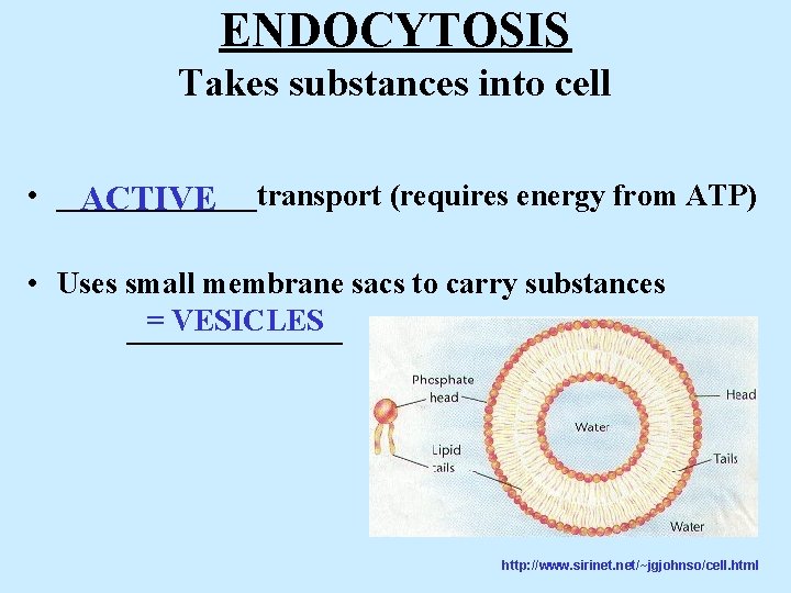 ENDOCYTOSIS Takes substances into cell • _______transport (requires energy from ATP) ACTIVE • Uses