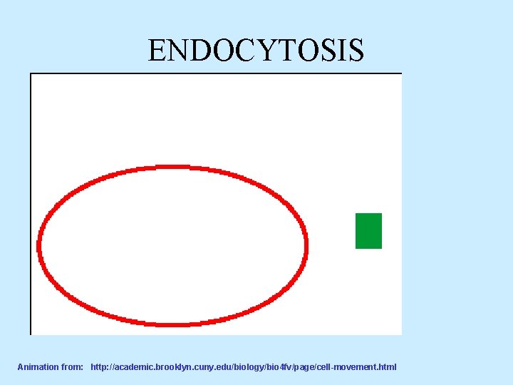 ENDOCYTOSIS Animation from: http: //academic. brooklyn. cuny. edu/biology/bio 4 fv/page/cell-movement. html 