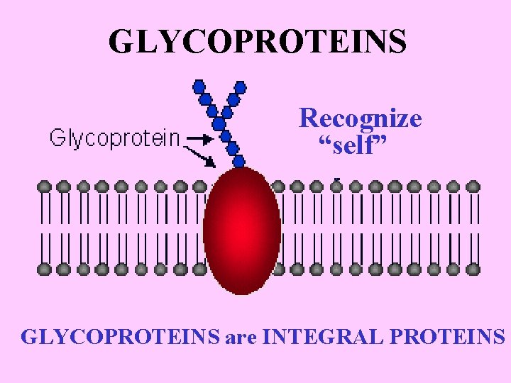 GLYCOPROTEINS Recognize “self” GLYCOPROTEINS are INTEGRAL PROTEINS 
