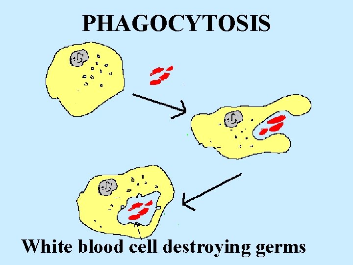 PHAGOCYTOSIS White blood cell destroying germs 
