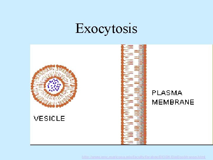 Exocytosis http: //www. emc. maricopa. edu/faculty/farabee/BIOBK/Bio. Booktransp. html 