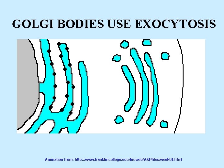 GOLGI BODIES USE EXOCYTOSIS Animation from: http: //www. franklincollege. edu/bioweb/A&Pfiles/week 04. html 