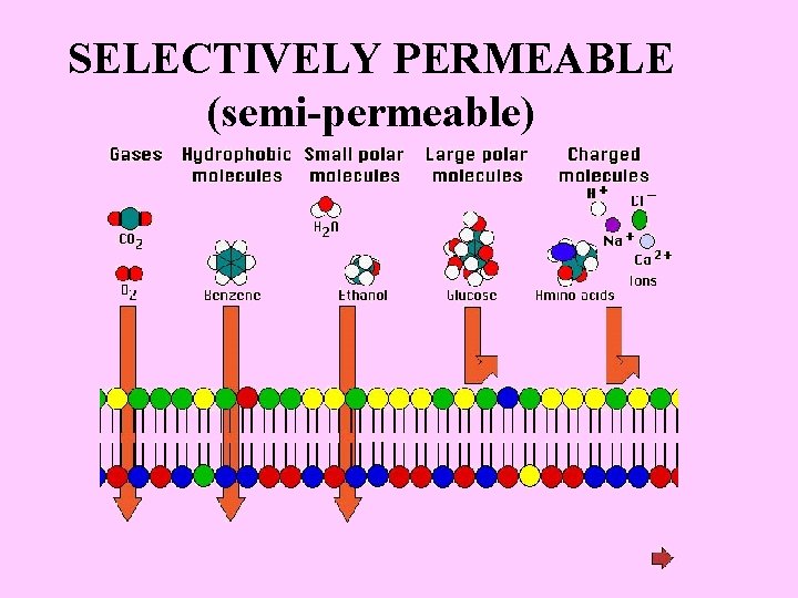 SELECTIVELY PERMEABLE (semi-permeable) 