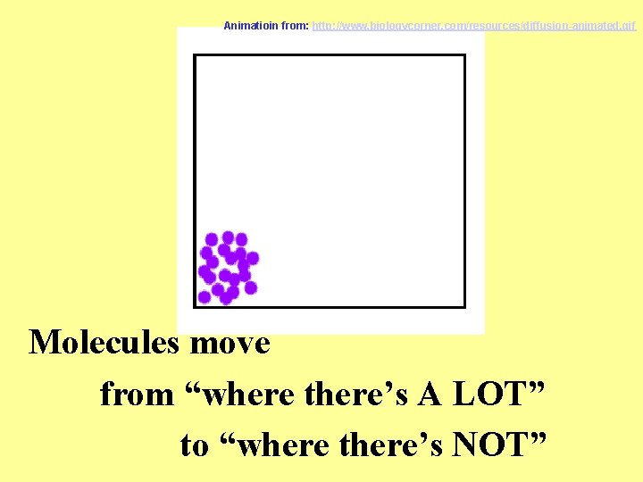Animatioin from: http: //www. biologycorner. com/resources/diffusion-animated. gif Molecules move from “where there’s A LOT”