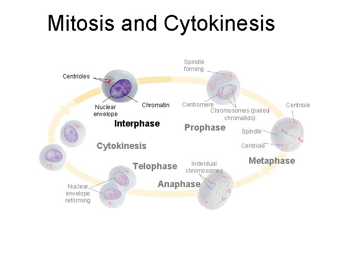 Mitosis and Cytokinesis Section 10 -2 Spindle forming Centrioles Nuclear envelope Chromatin Interphase Centromere