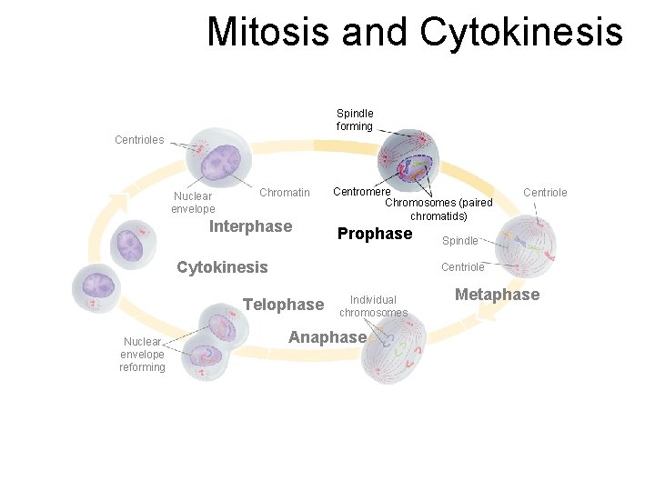 Mitosis and Cytokinesis Section 10 -2 Spindle forming Centrioles Nuclear envelope Chromatin Interphase Centromere