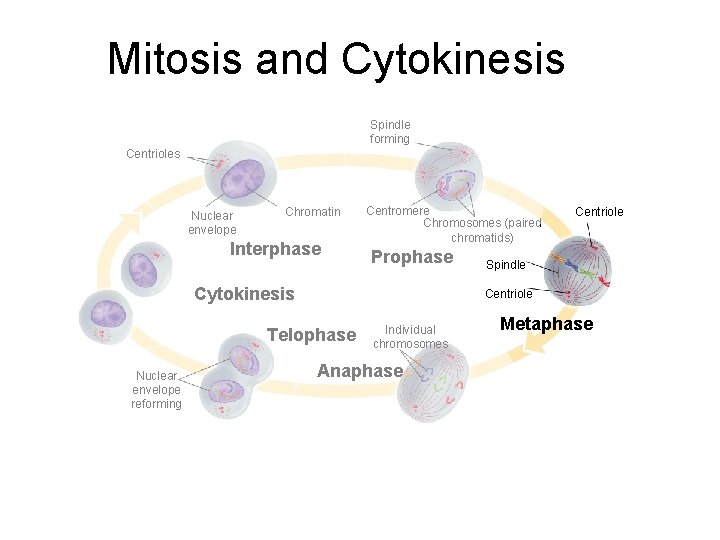Mitosis and Cytokinesis Section 10 -2 Spindle forming Centrioles Nuclear envelope Chromatin Interphase Centromere