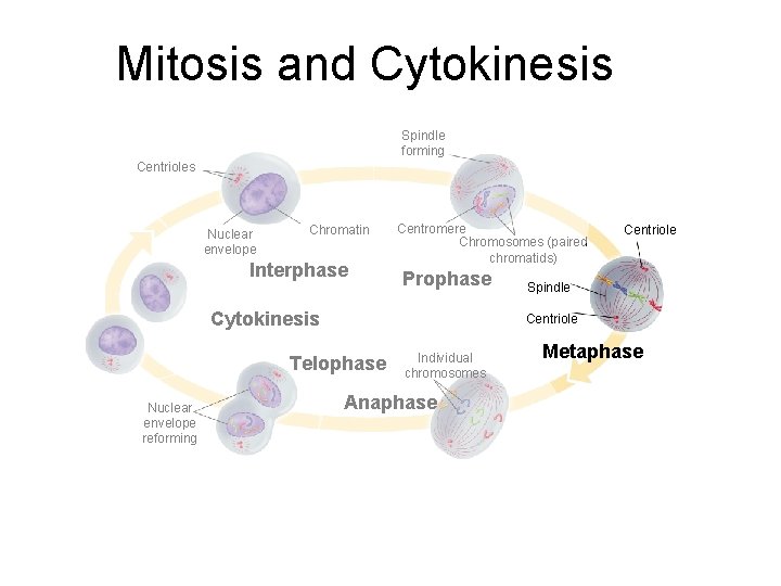 Mitosis and Cytokinesis Section 10 -2 Spindle forming Centrioles Nuclear envelope Chromatin Interphase Centromere