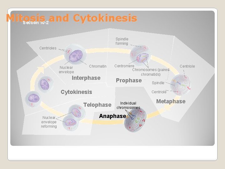 Mitosis and Cytokinesis Section 10 -2 Spindle forming Centrioles Nuclear envelope Chromatin Interphase Centromere