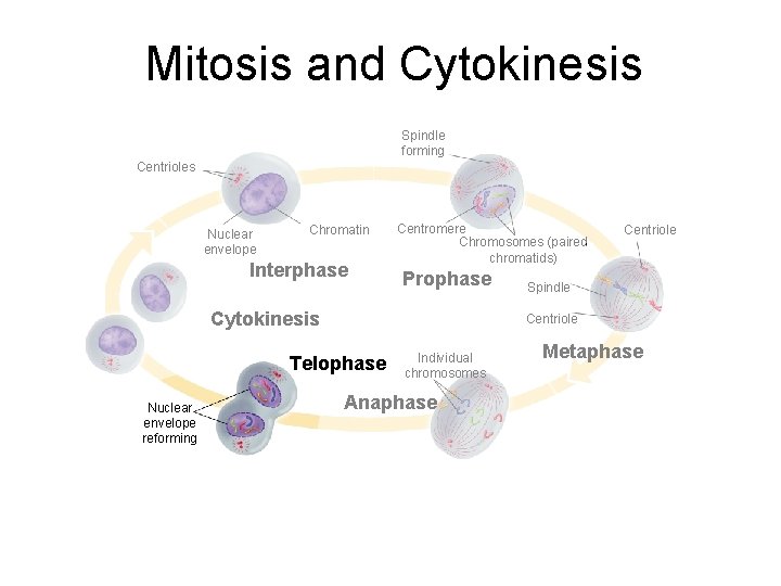 Mitosis and Cytokinesis Section 10 -2 Spindle forming Centrioles Nuclear envelope Chromatin Interphase Centromere