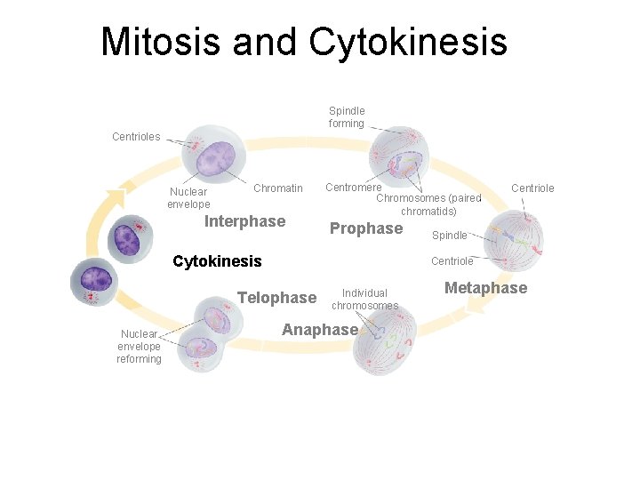Mitosis and Cytokinesis Section 10 -2 Spindle forming Centrioles Nuclear envelope Chromatin Interphase Centromere