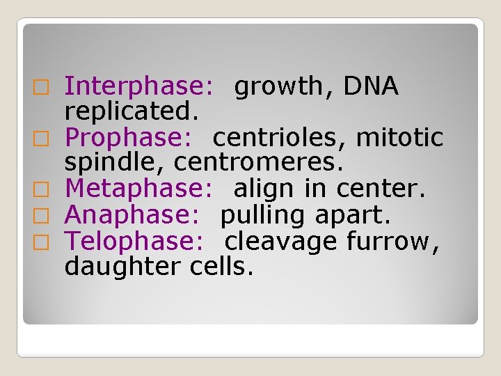 � � � Interphase: growth, DNA replicated. Prophase: centrioles, mitotic spindle, centromeres. Metaphase: align