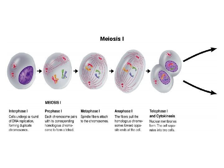 Figure 11 -15 Meiosis Section 11 -4 Meiosis I 