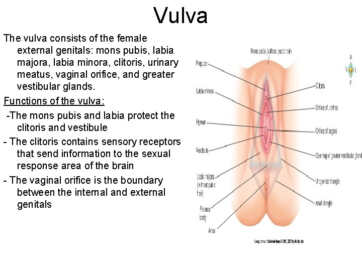 Vulva The vulva consists of the female external genitals: mons pubis, labia majora, labia