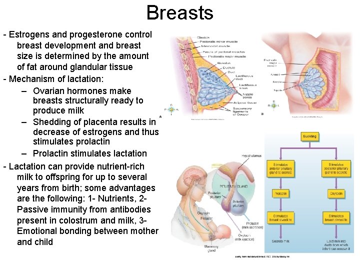 Breasts - Estrogens and progesterone control breast development and breast size is determined by