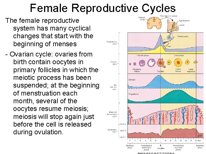 Female Reproductive Cycles The female reproductive system has many cyclical changes that start with