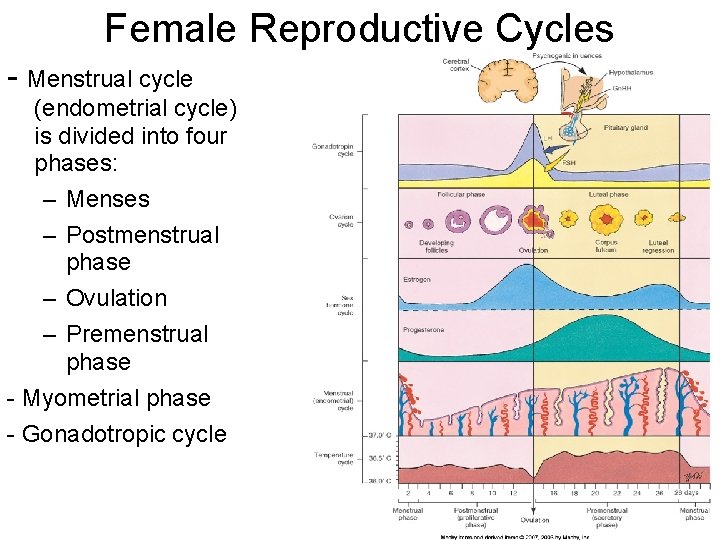 Female Reproductive Cycles - Menstrual cycle (endometrial cycle) is divided into four phases: –