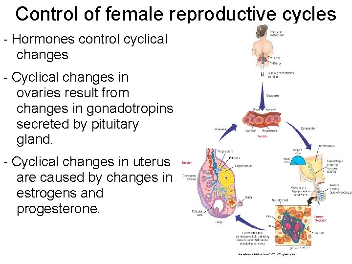 Control of female reproductive cycles - Hormones control cyclical changes - Cyclical changes in