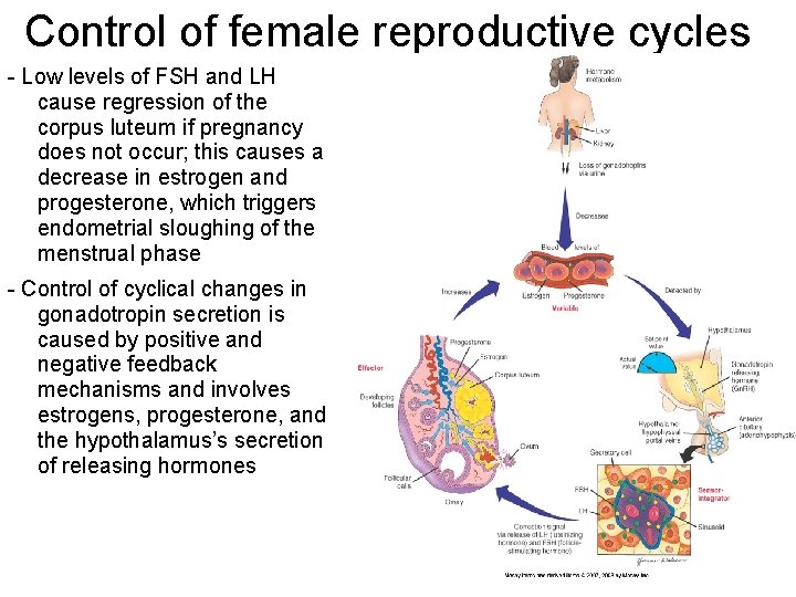 Control of female reproductive cycles - Low levels of FSH and LH cause regression